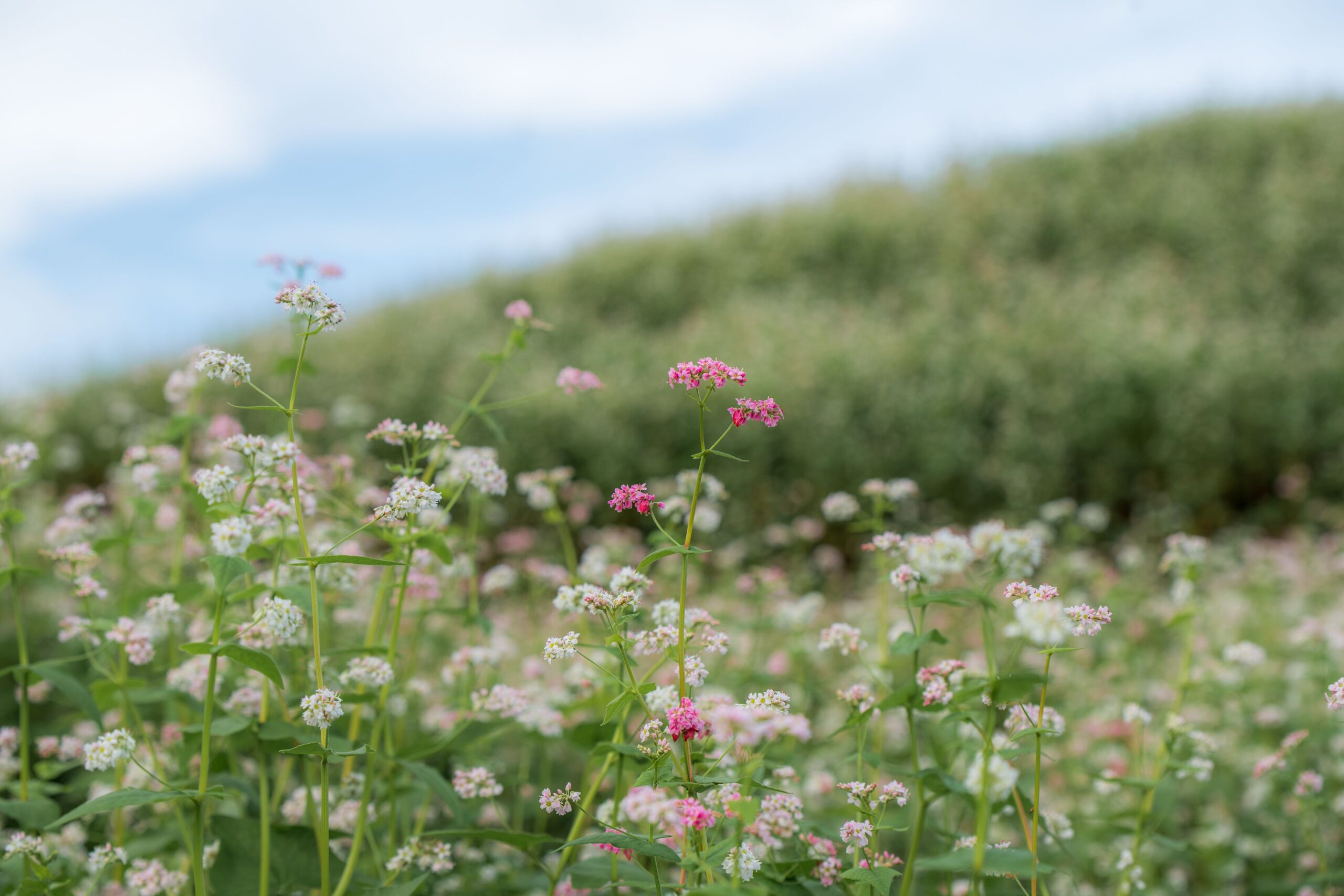 Pink and white wildflowers blooming across the meadow