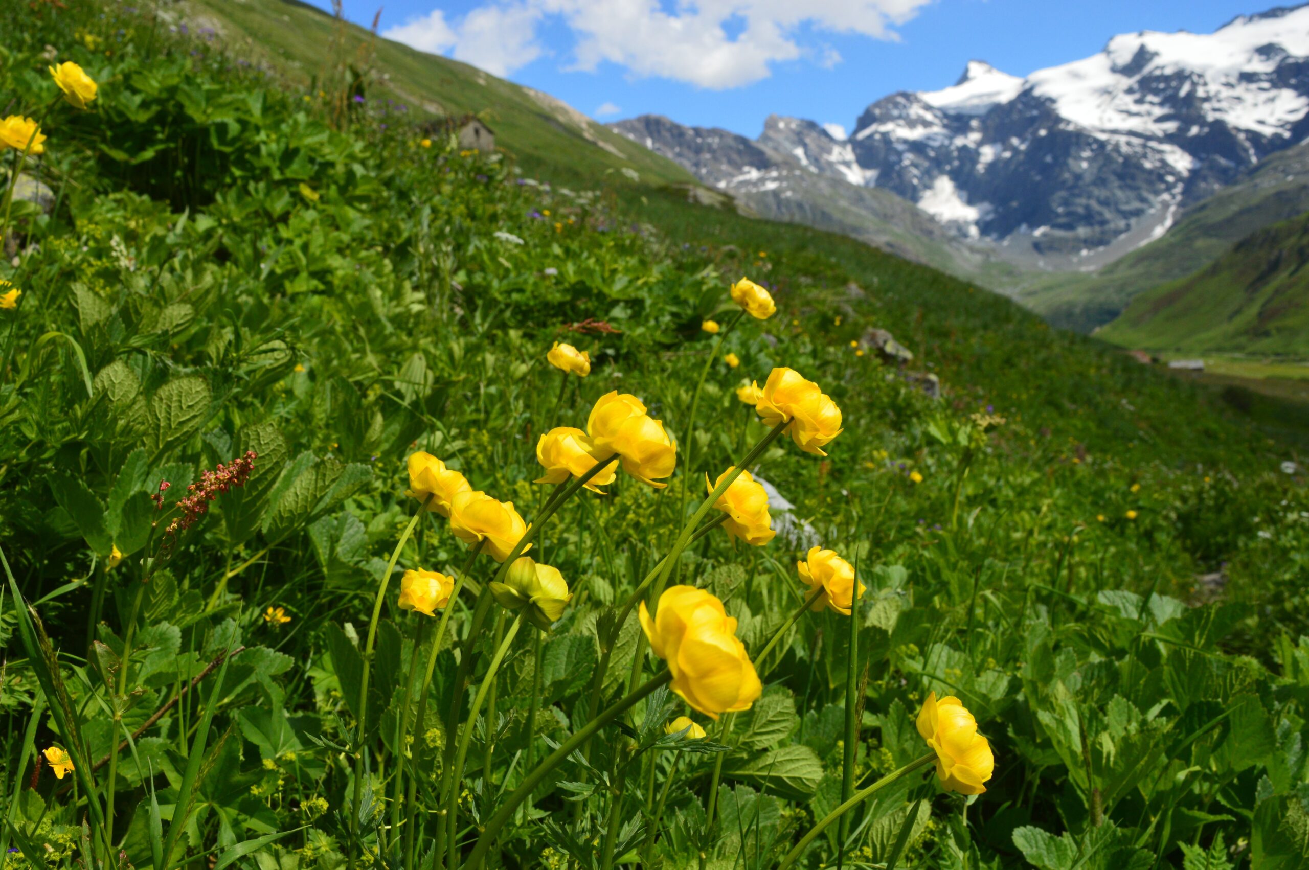 Valley of Flowers alpine meadow in bloom