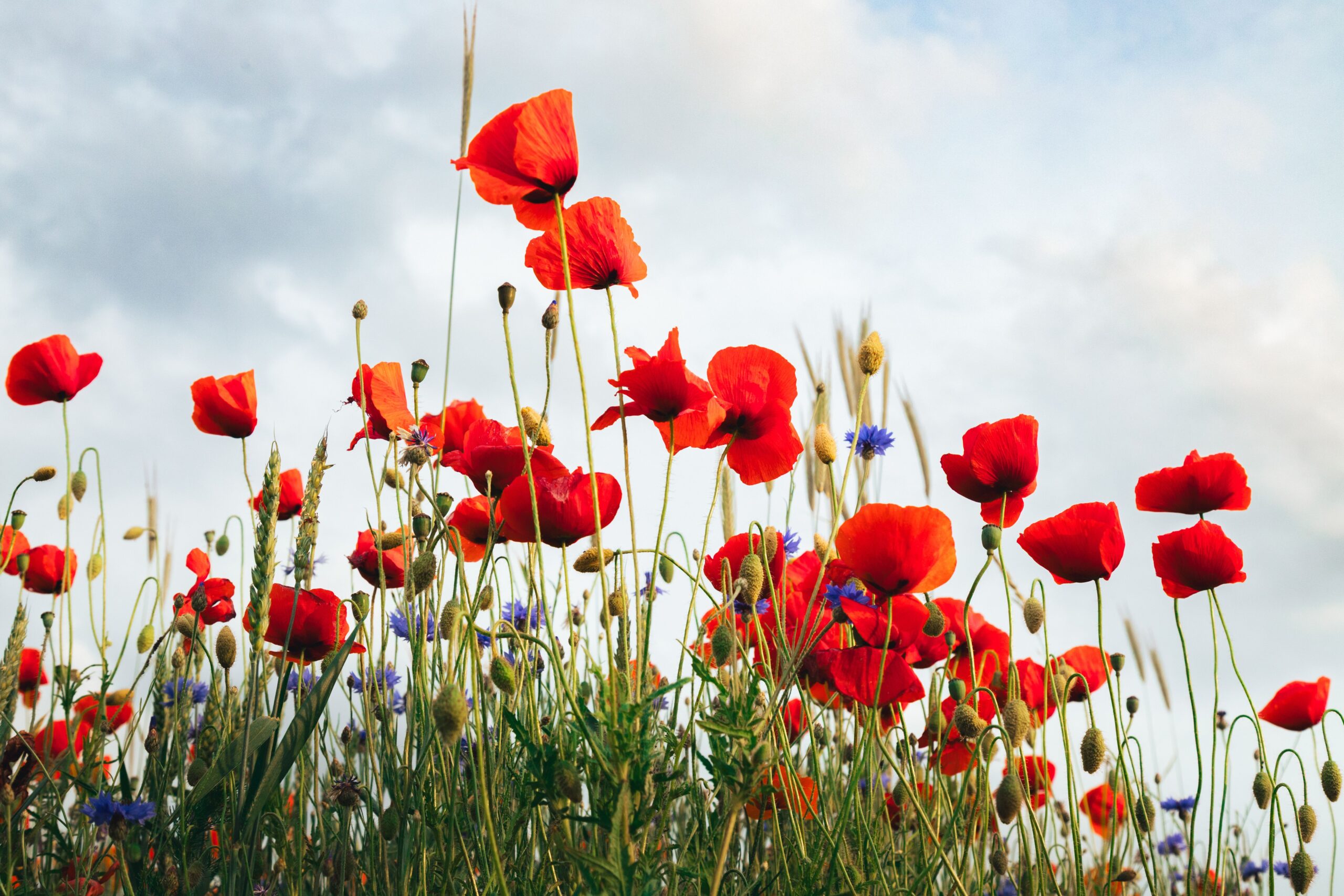 Vibrant red poppies in bloom across the valley floor