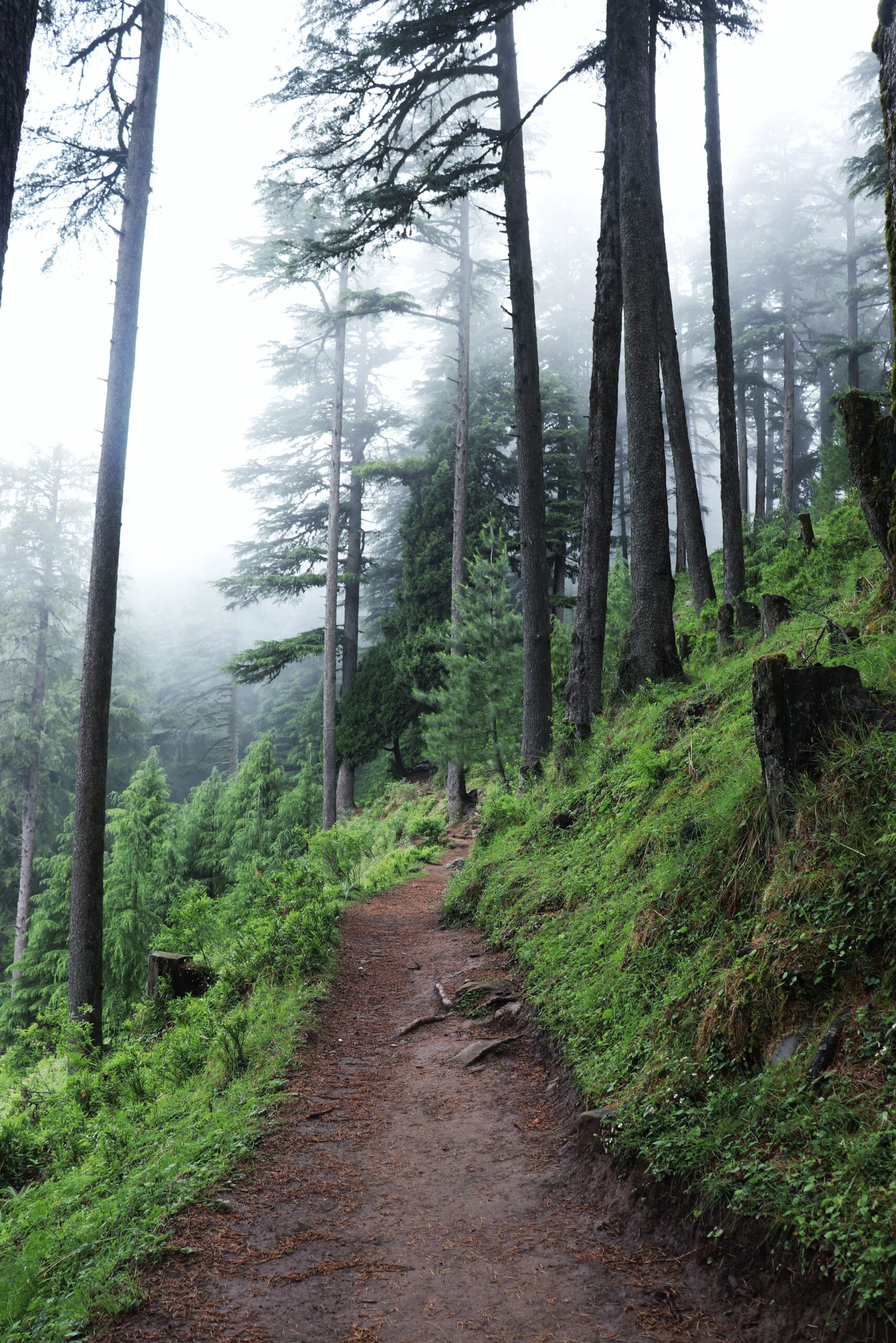 Forest trail leading up toward the Himalayan peaks