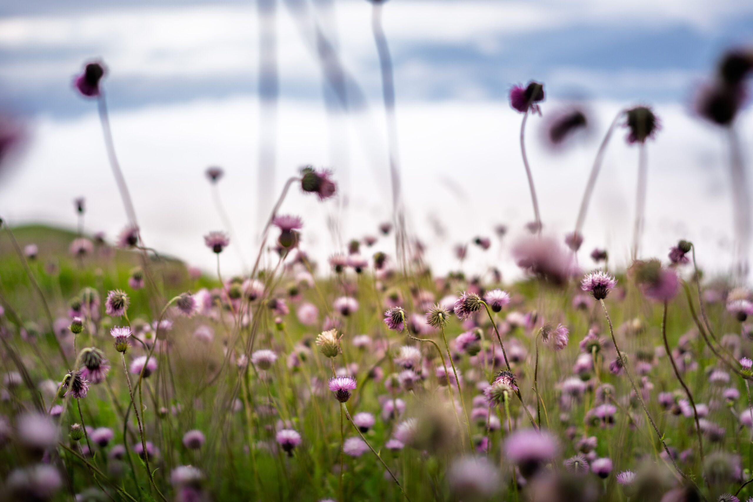 Purple wildflowers across a dreamy alpine meadow
