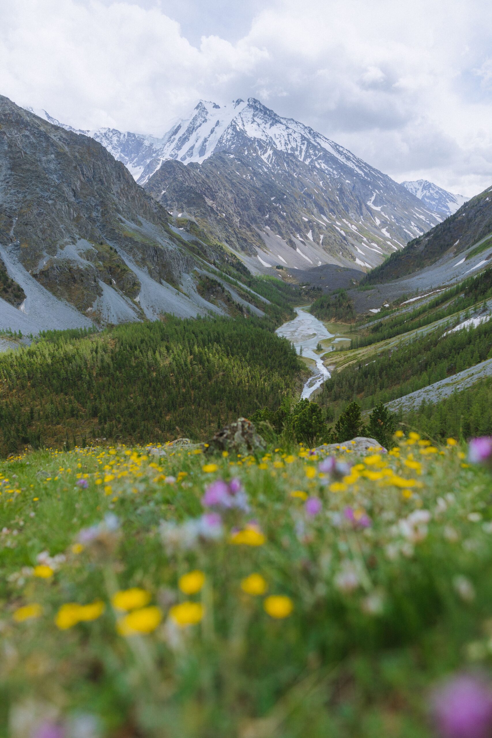 Flower field stretching across the valley near a mountain stream